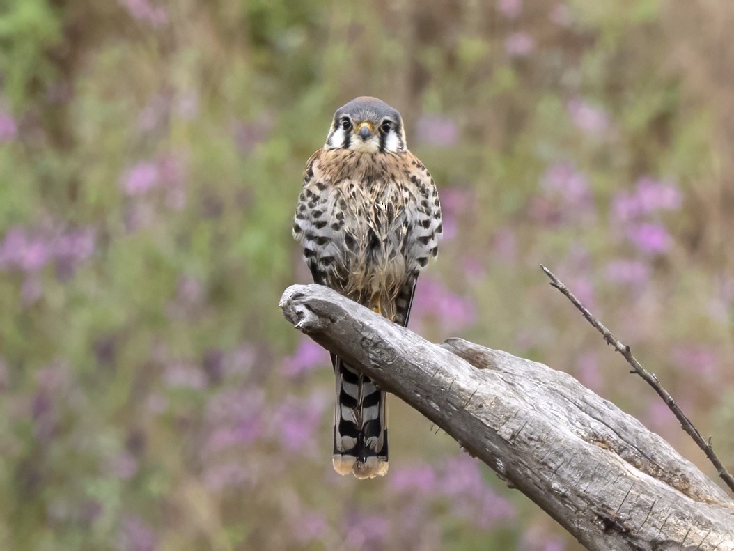 American Kestrel - ML585726441