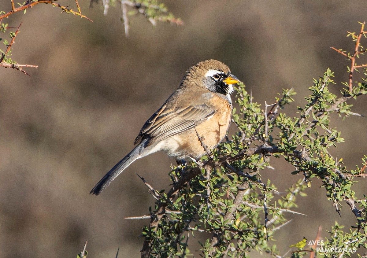 Many-colored Chaco Finch - ML585726461