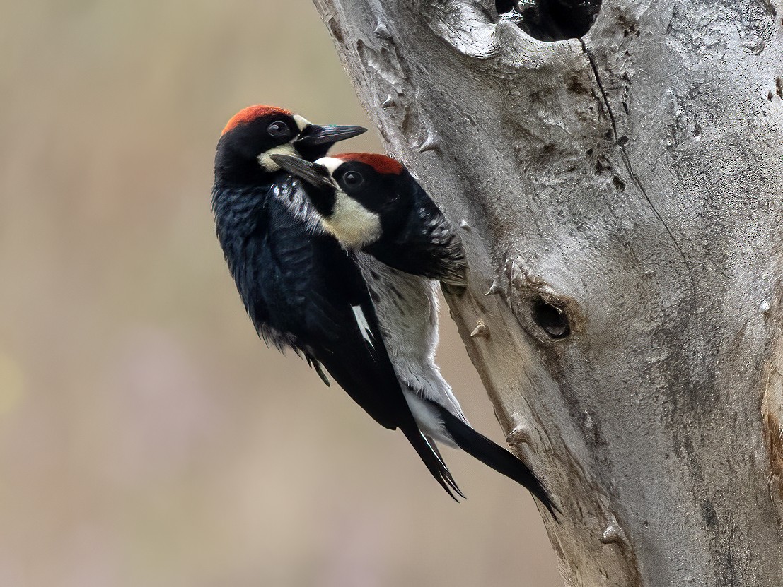 Acorn Woodpecker - ML585726501