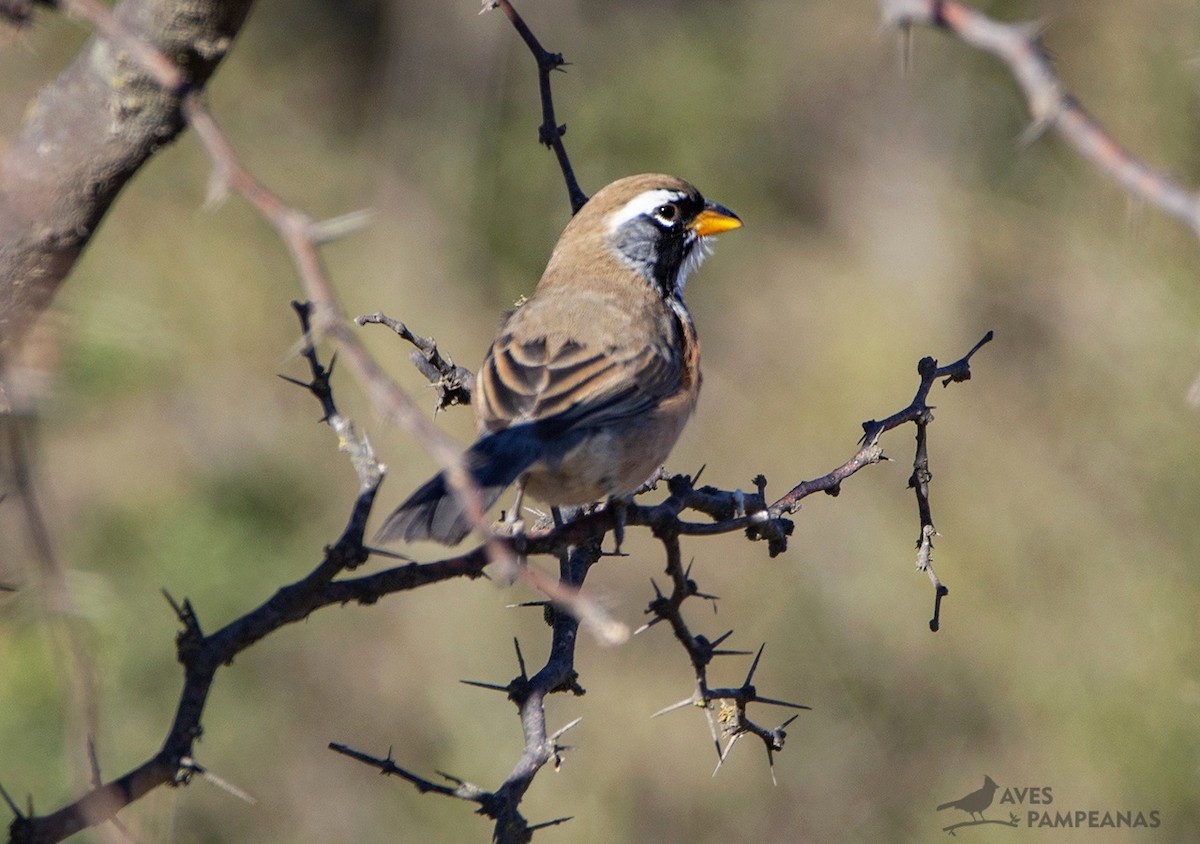 Many-colored Chaco Finch - ML585726511