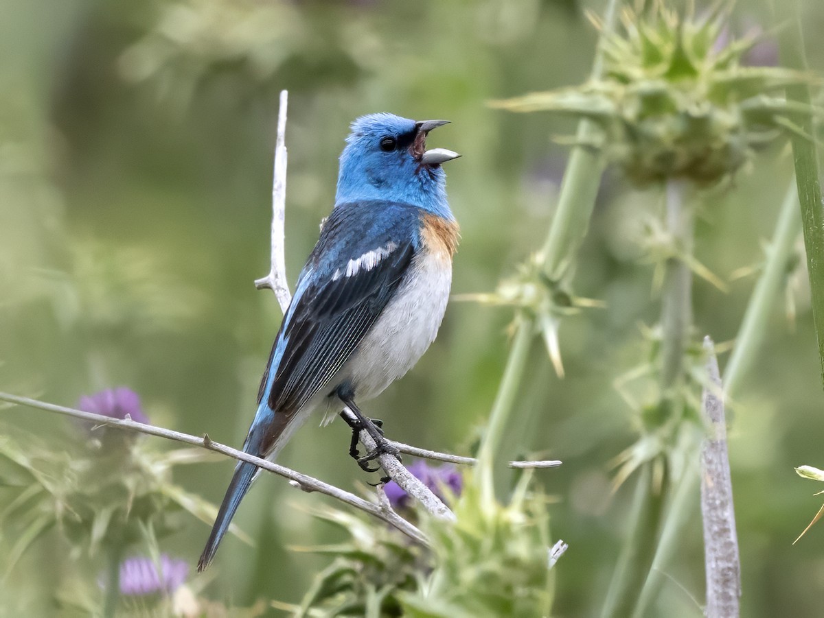 Lazuli Bunting - ML585726681