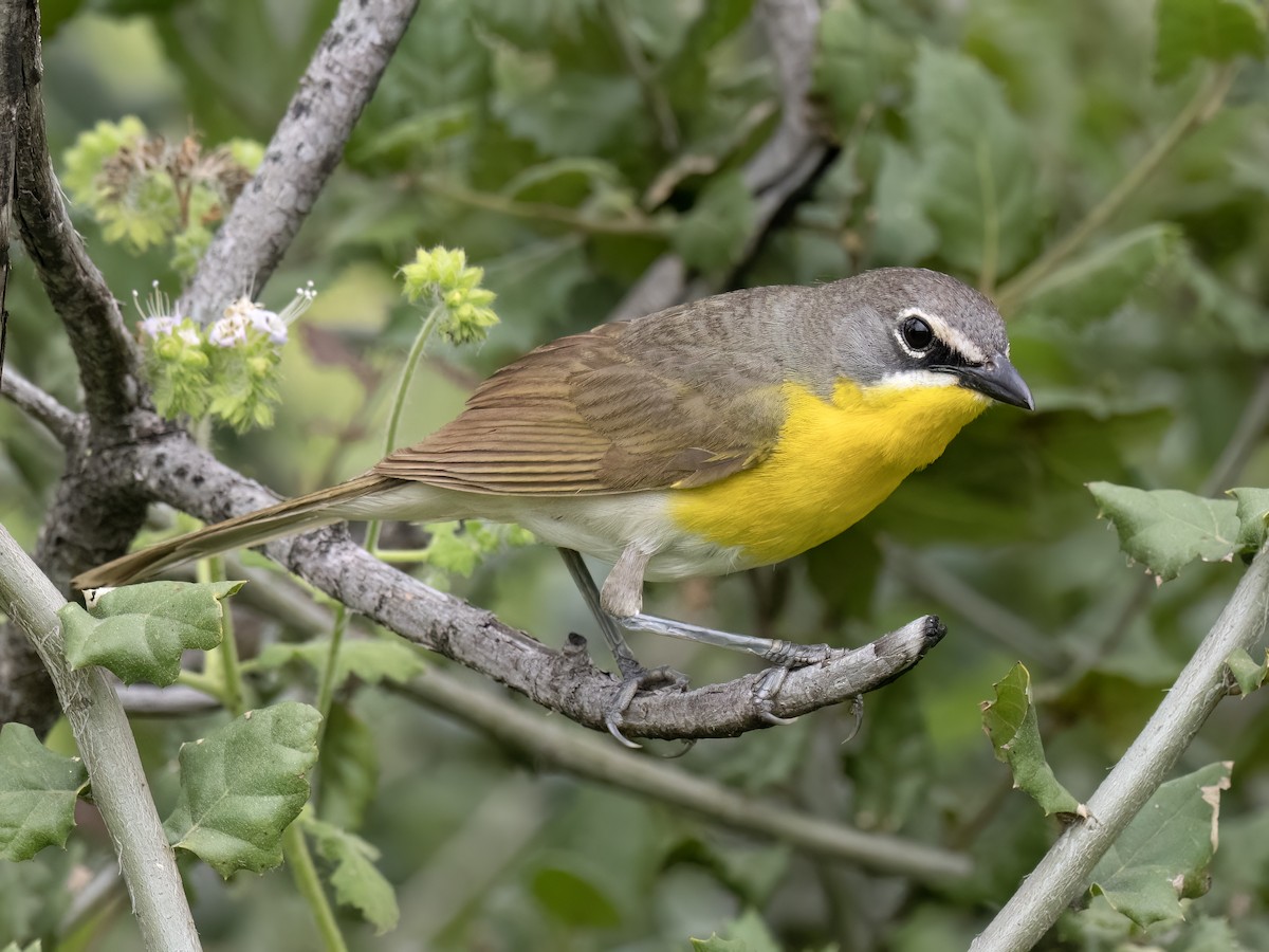 Yellow-breasted Chat - ML585726771