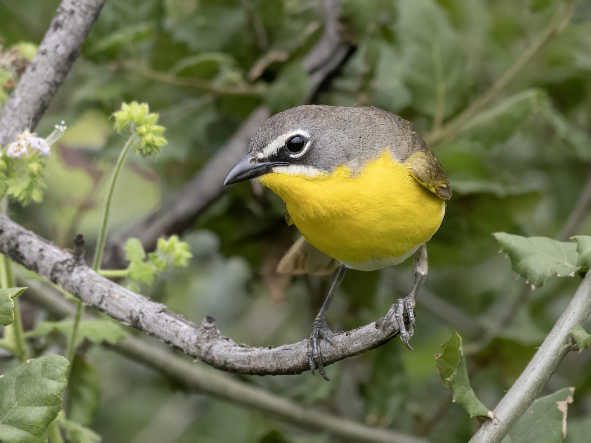 Yellow-breasted Chat - ML585726811