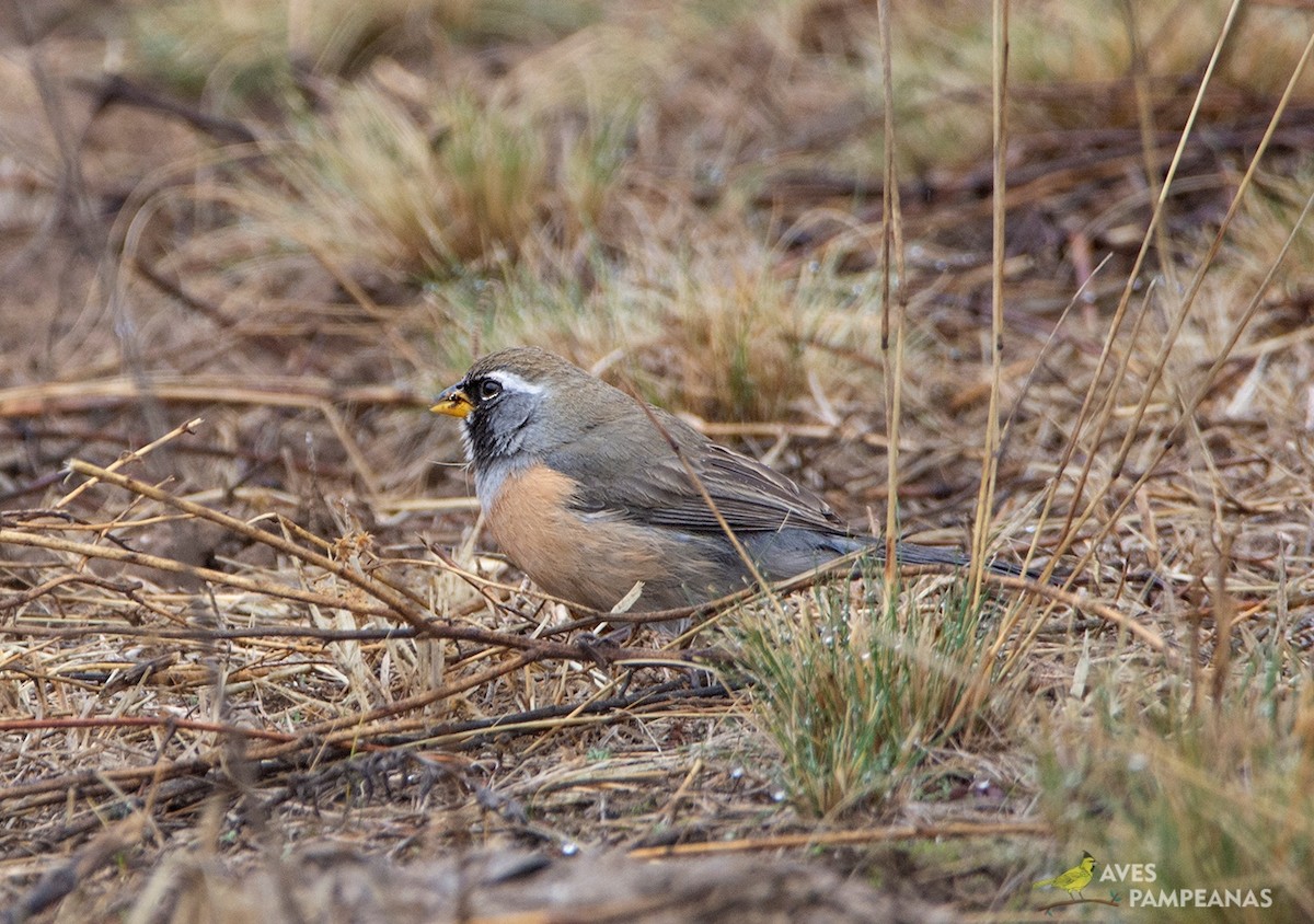 Many-colored Chaco Finch - ML585726901
