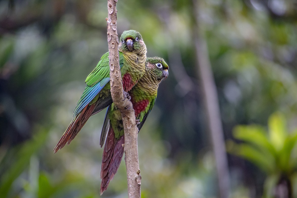 Maroon-bellied Parakeet (Maroon-tailed) - Aldrey Cruz