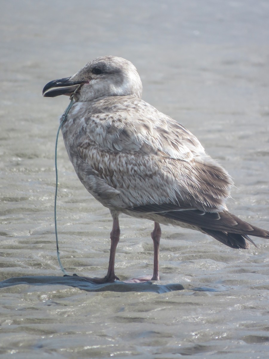 Western Gull - ML585728321