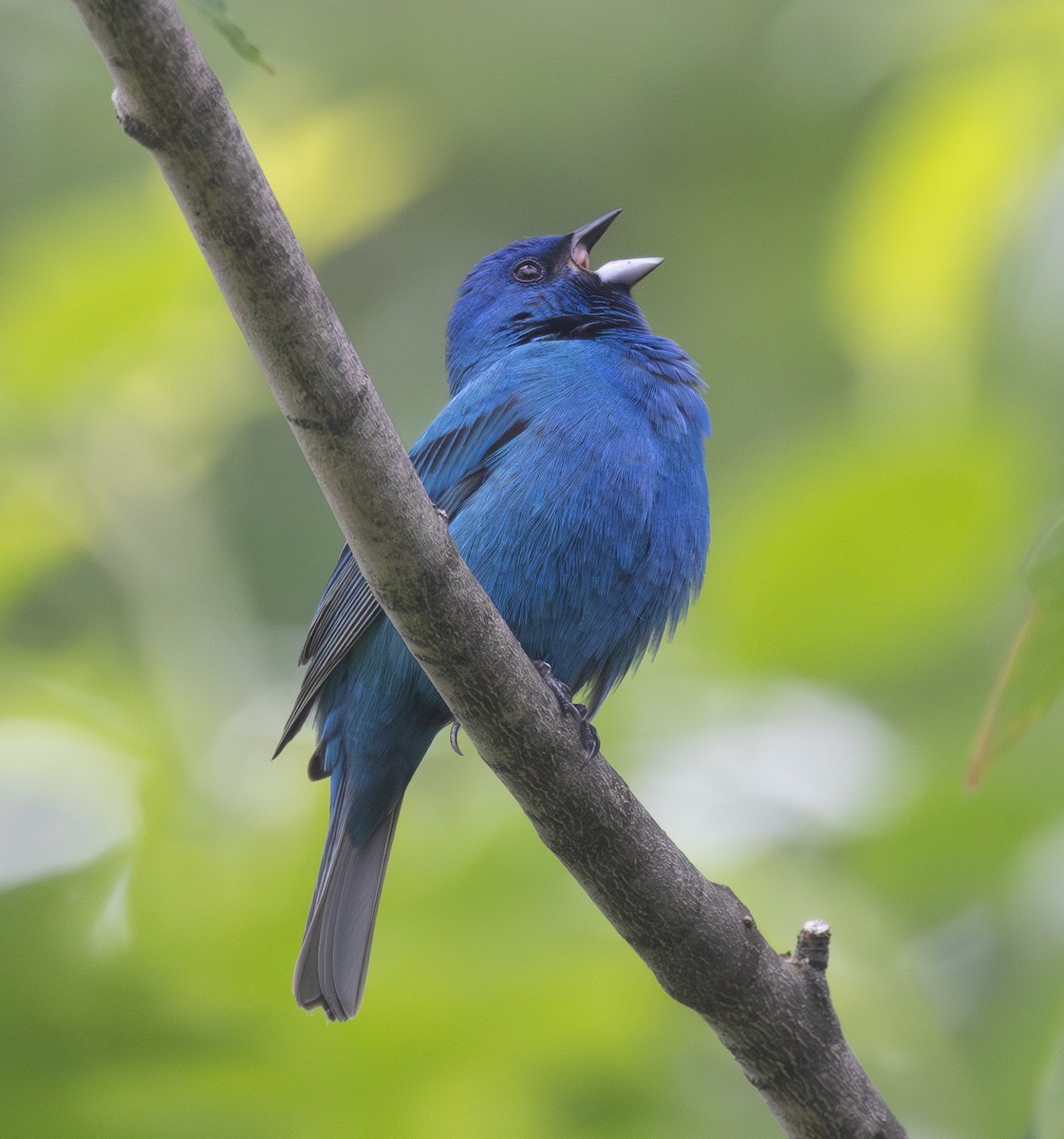 Indigo Bunting - ML585731121