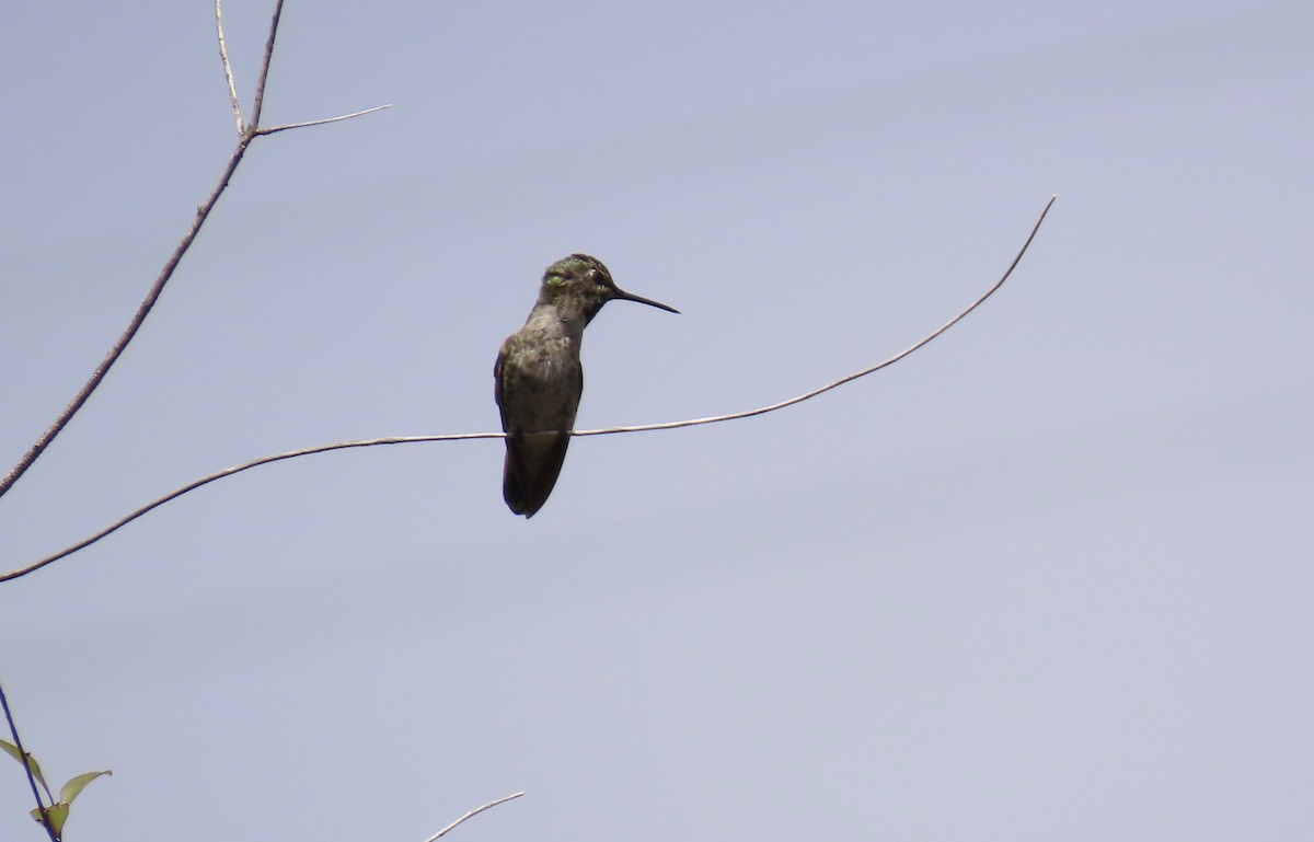 Anna's Hummingbird - ML585733661
