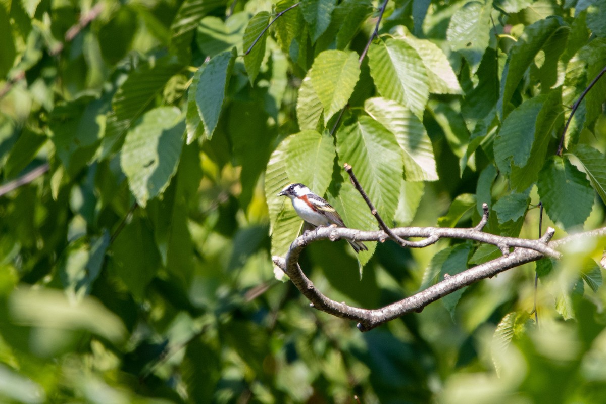 Chestnut-sided Warbler - ML585734951