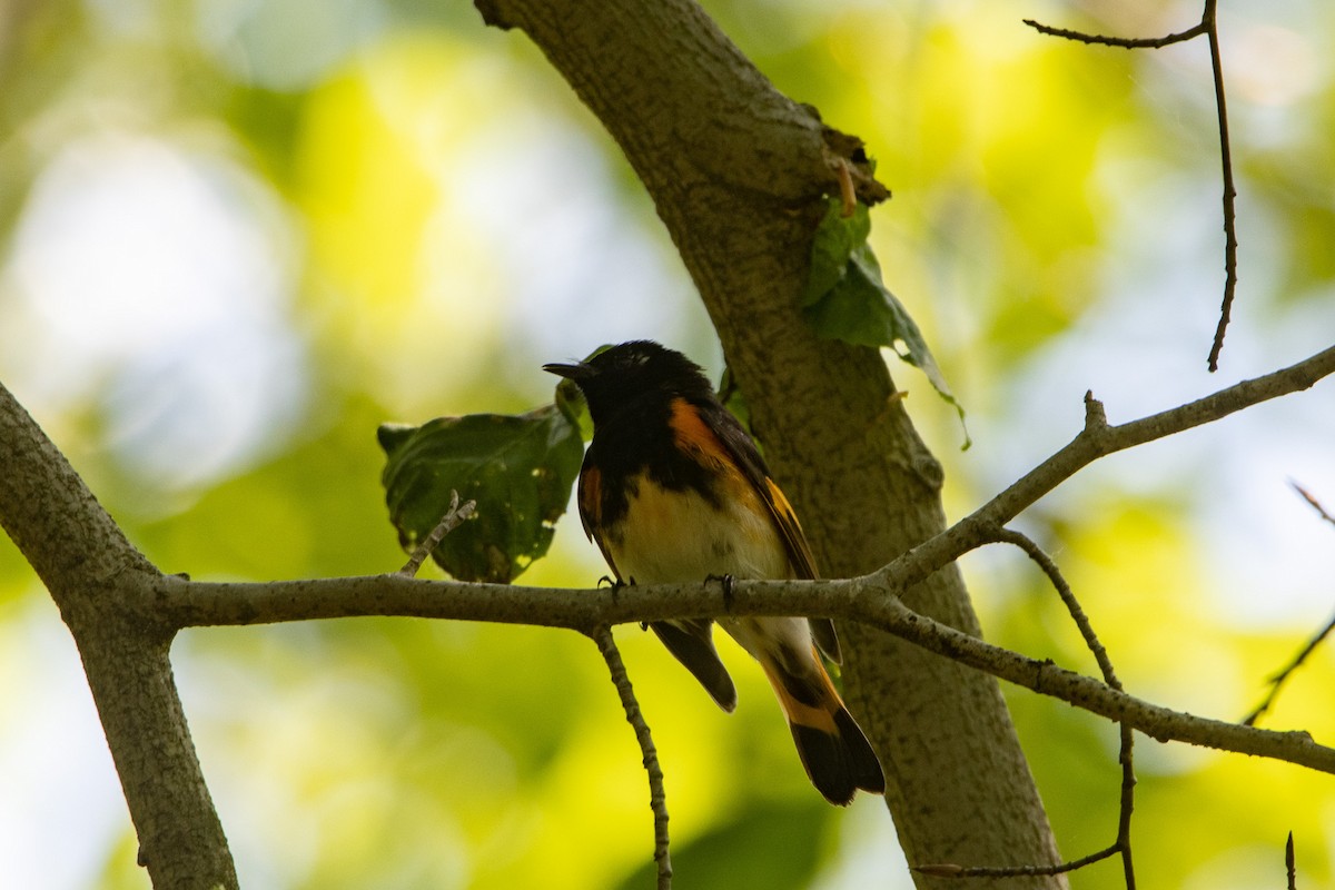 American Redstart - ML585735021