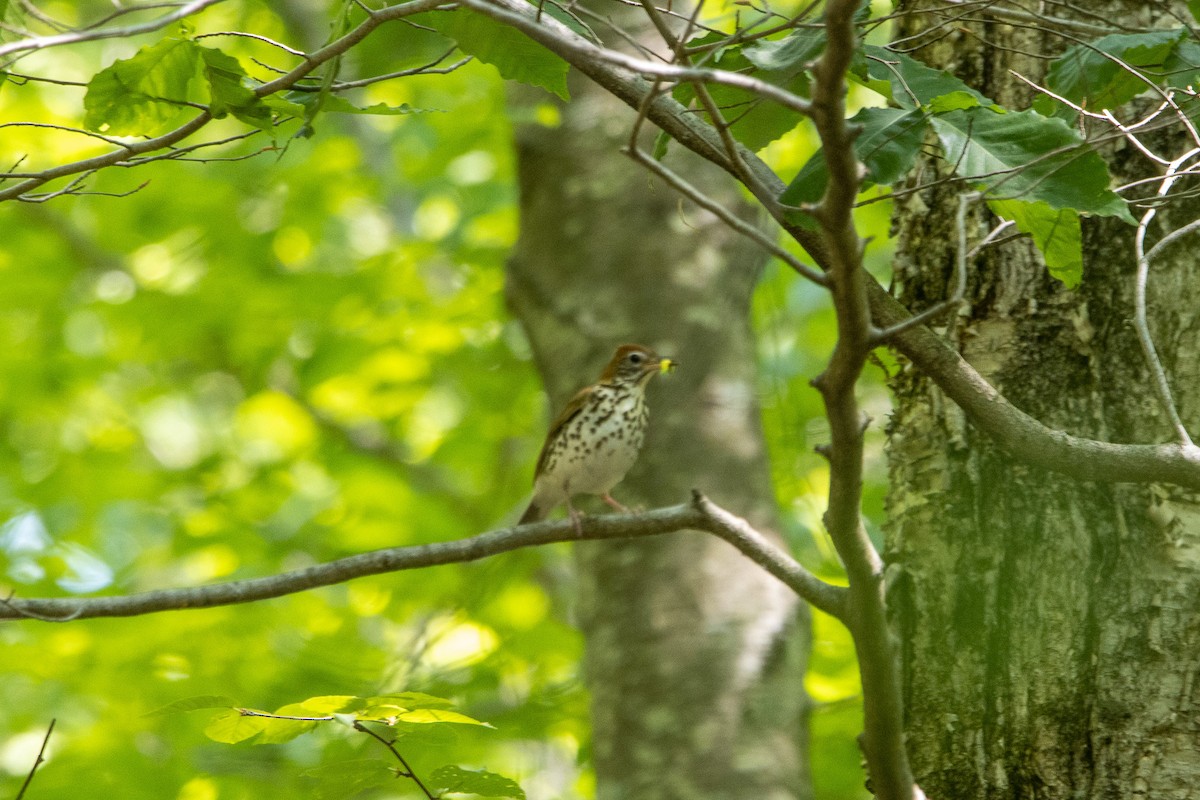 Ovenbird - ML585735141