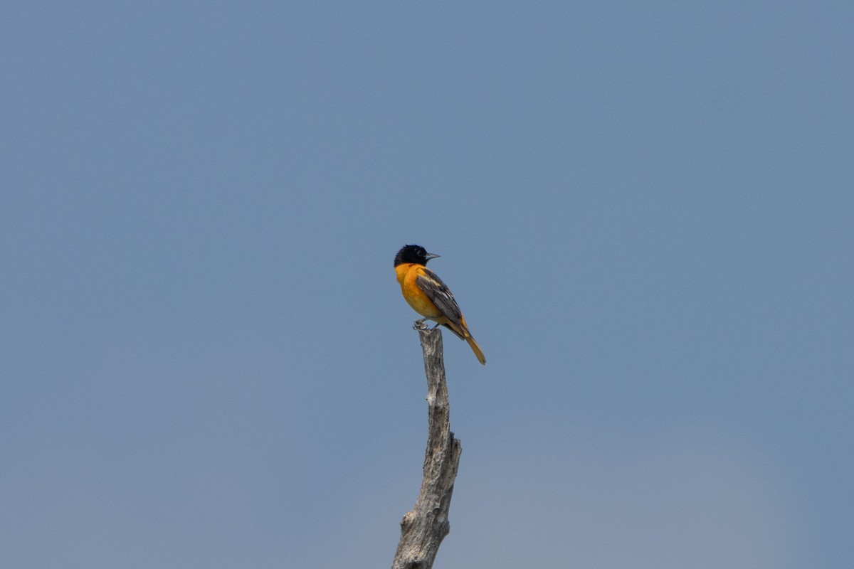 Baltimore Oriole - ML585735181