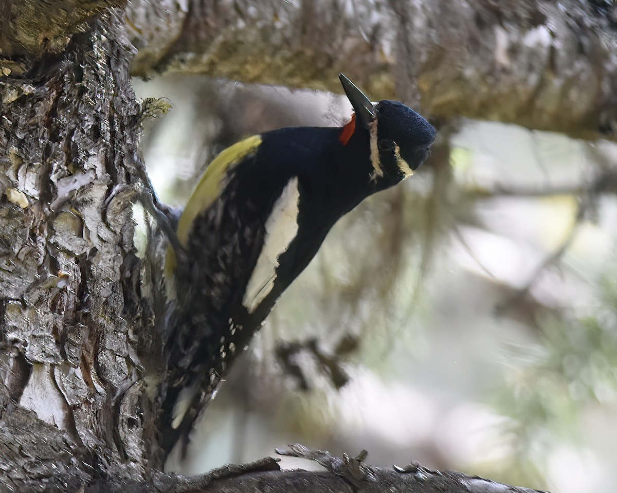 Williamson's Sapsucker - ML585735381