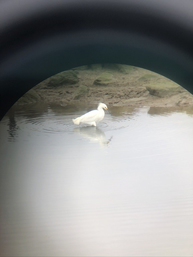 Snowy Egret - Rachel Jalbert