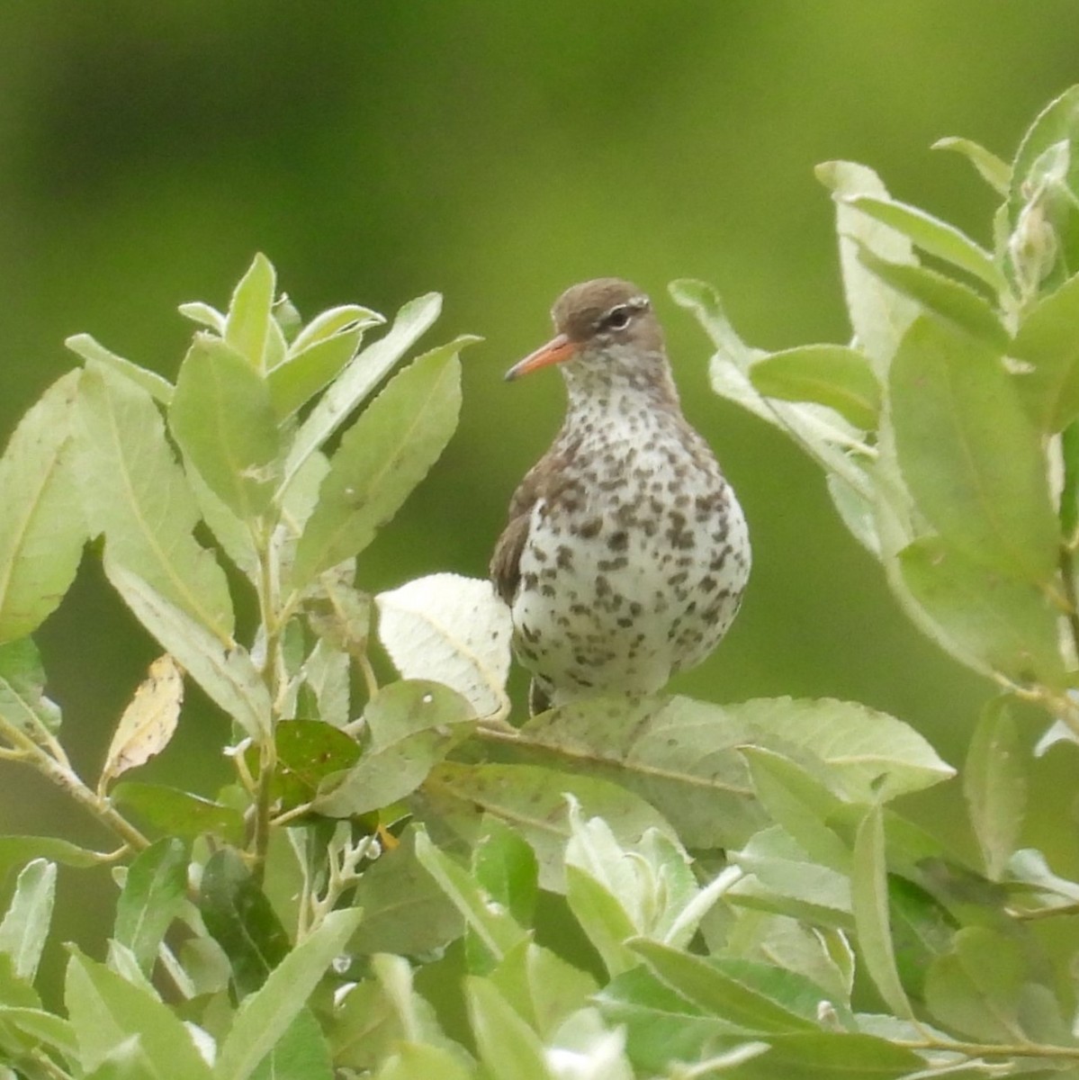 Spotted Sandpiper - Lalla Pudewell