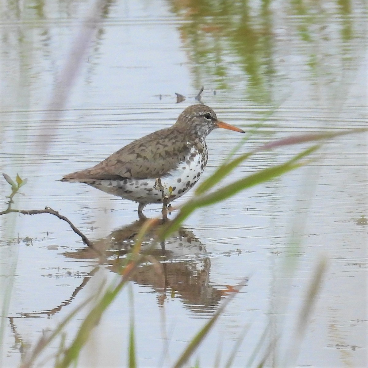 Spotted Sandpiper - ML585736211