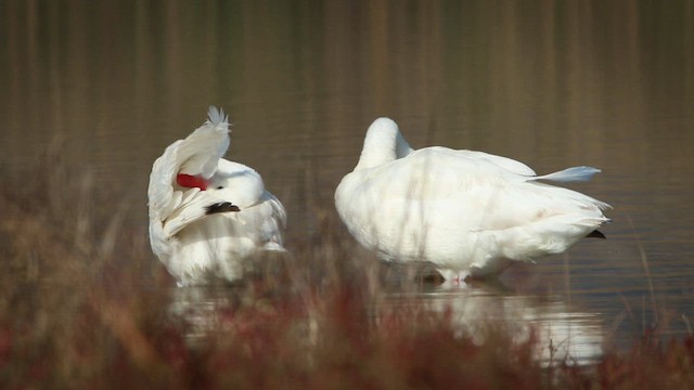 Cisne Coscoroba - ML585737361