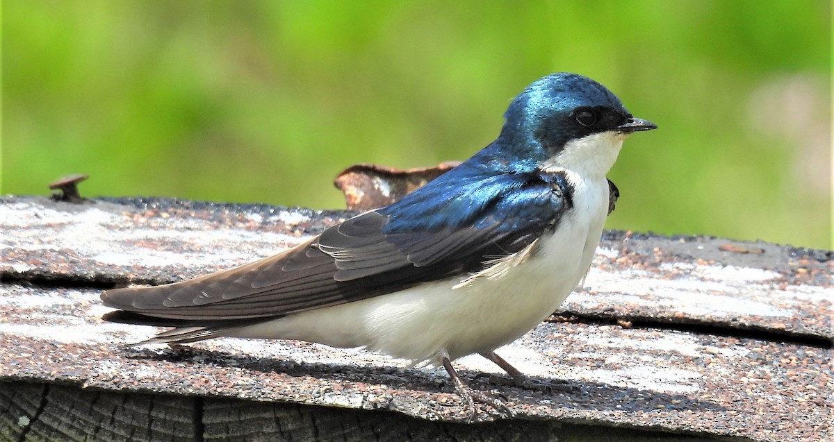 Golondrina Bicolor - ML585737761