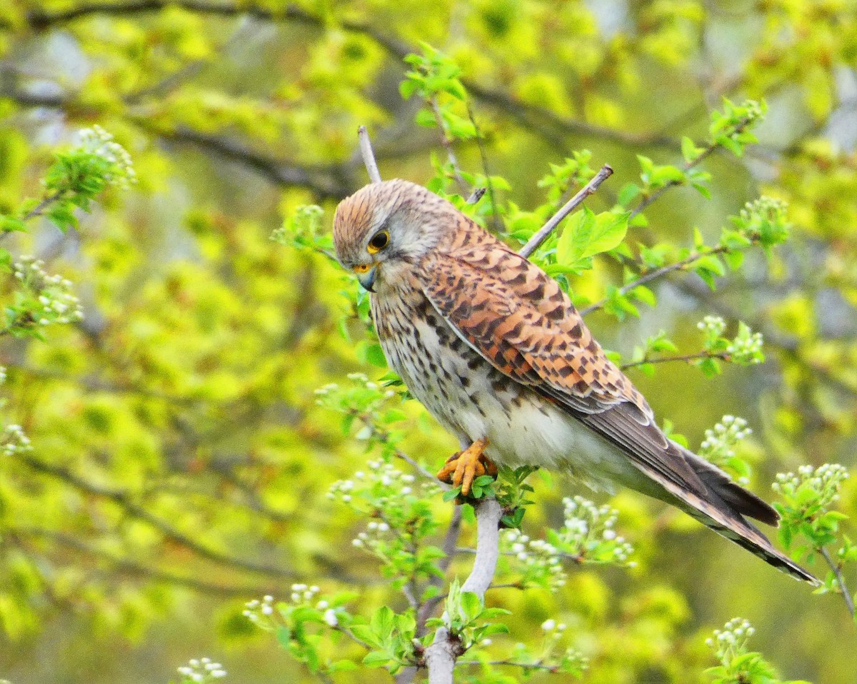 Eurasian Kestrel - ML585737851