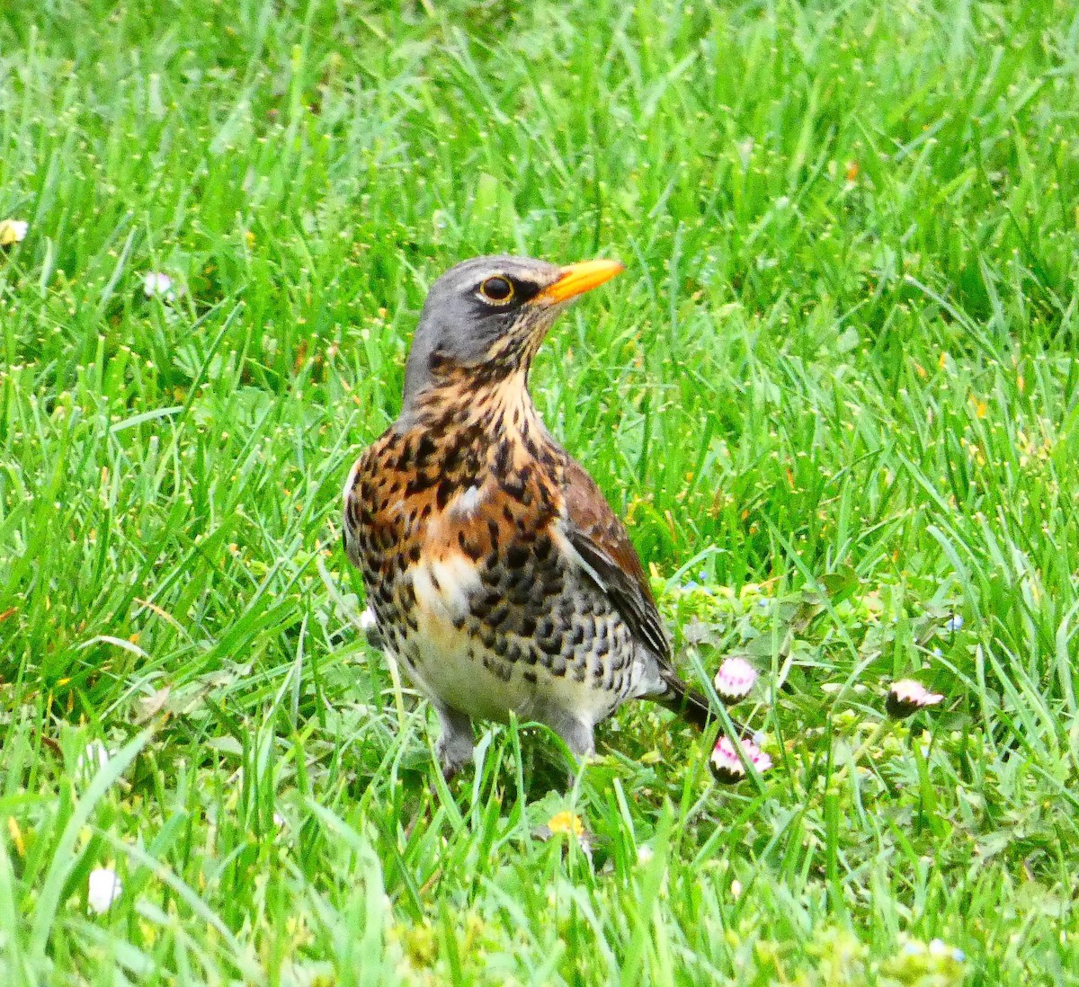 Fieldfare - ML585738001