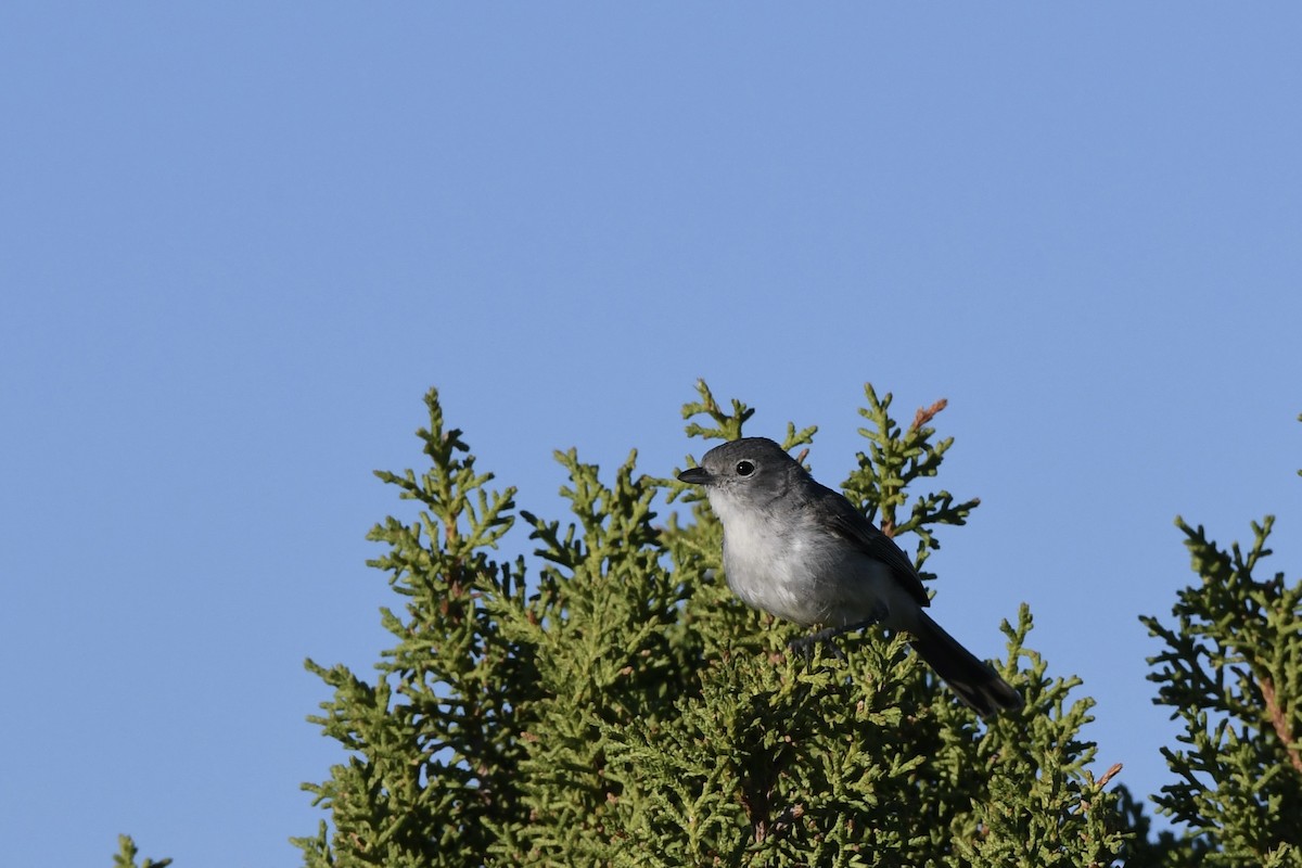 Gray Vireo - ML585739711