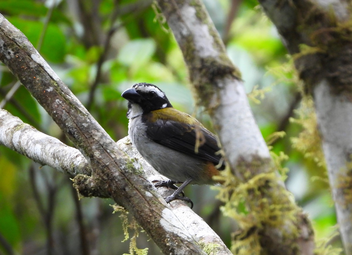 Saltator à ailes noires - ML585739811