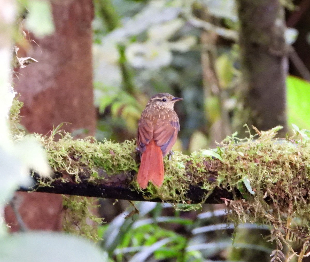 Rusty-winged Barbtail - ML585740491