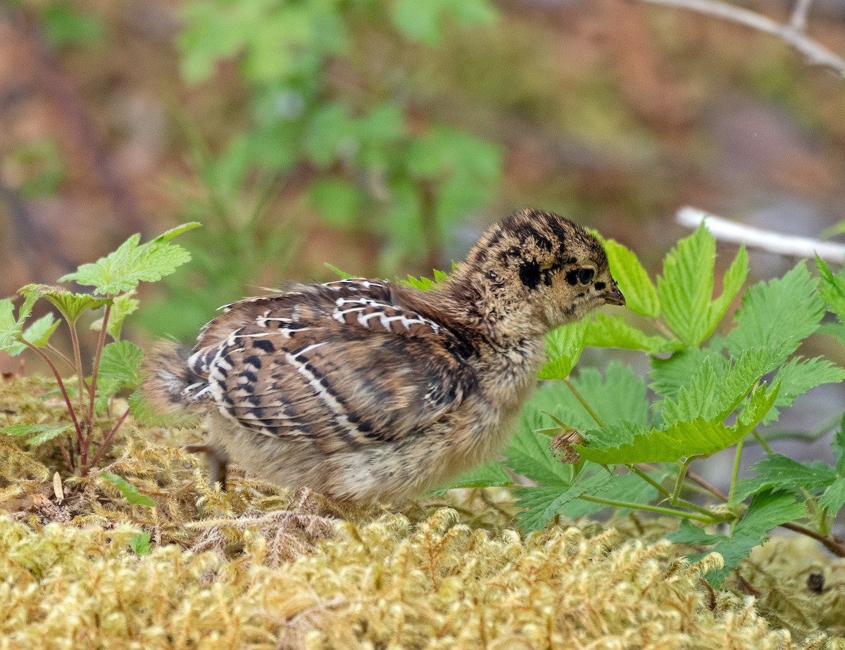 Sooty Grouse - Scott Berglund