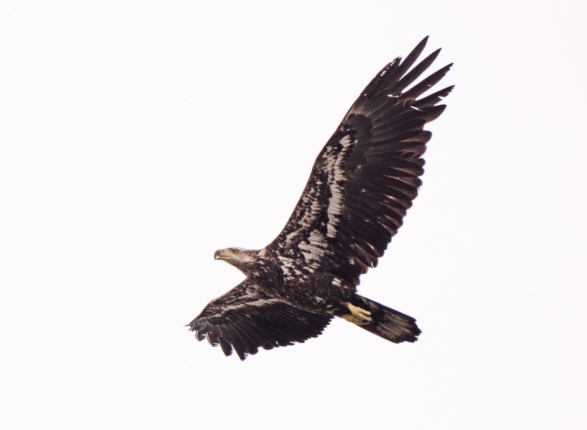 Bald Eagle - ML585741341