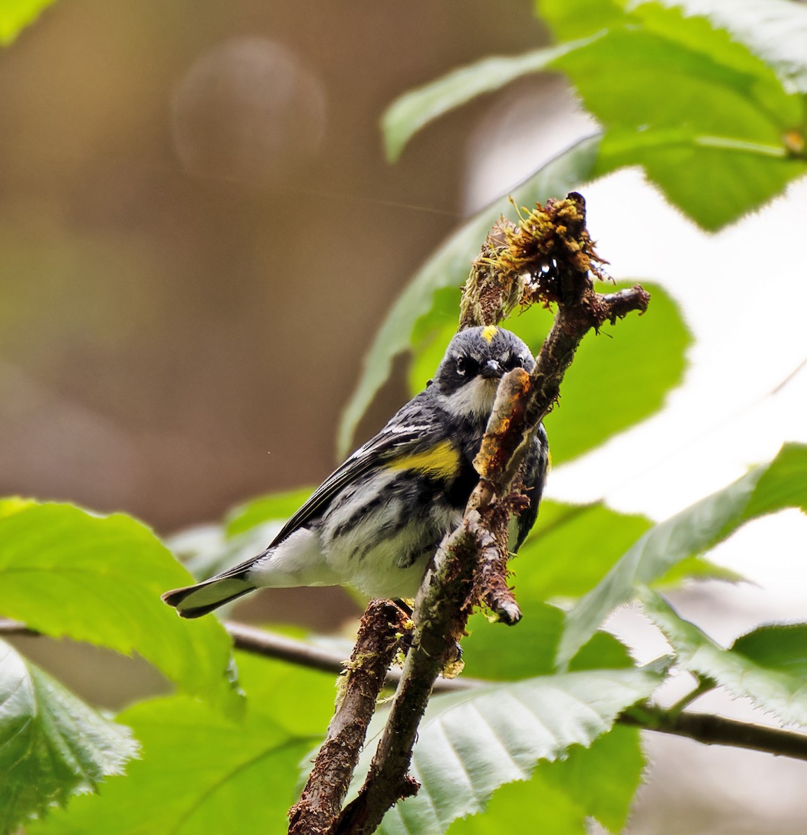 Yellow-rumped Warbler - Scott Berglund