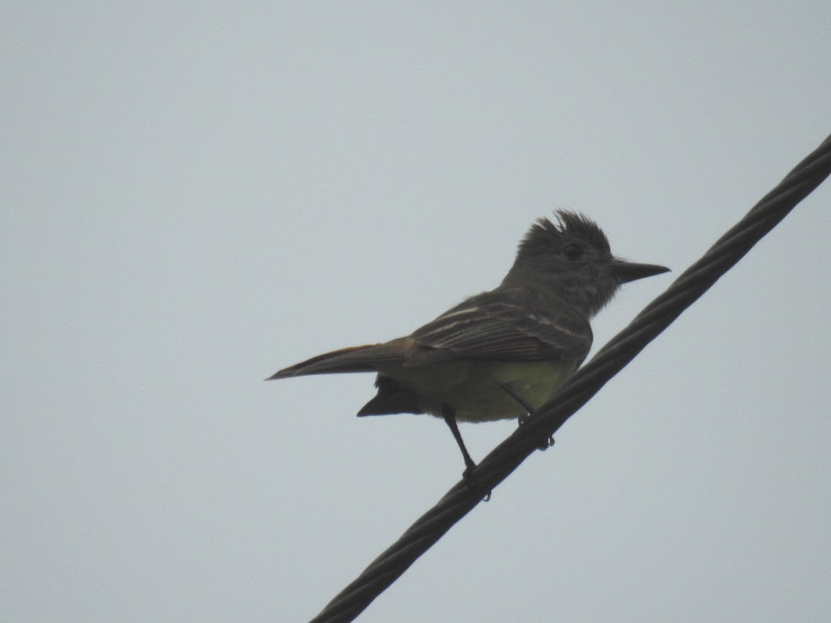 Great Crested Flycatcher - ML585743811