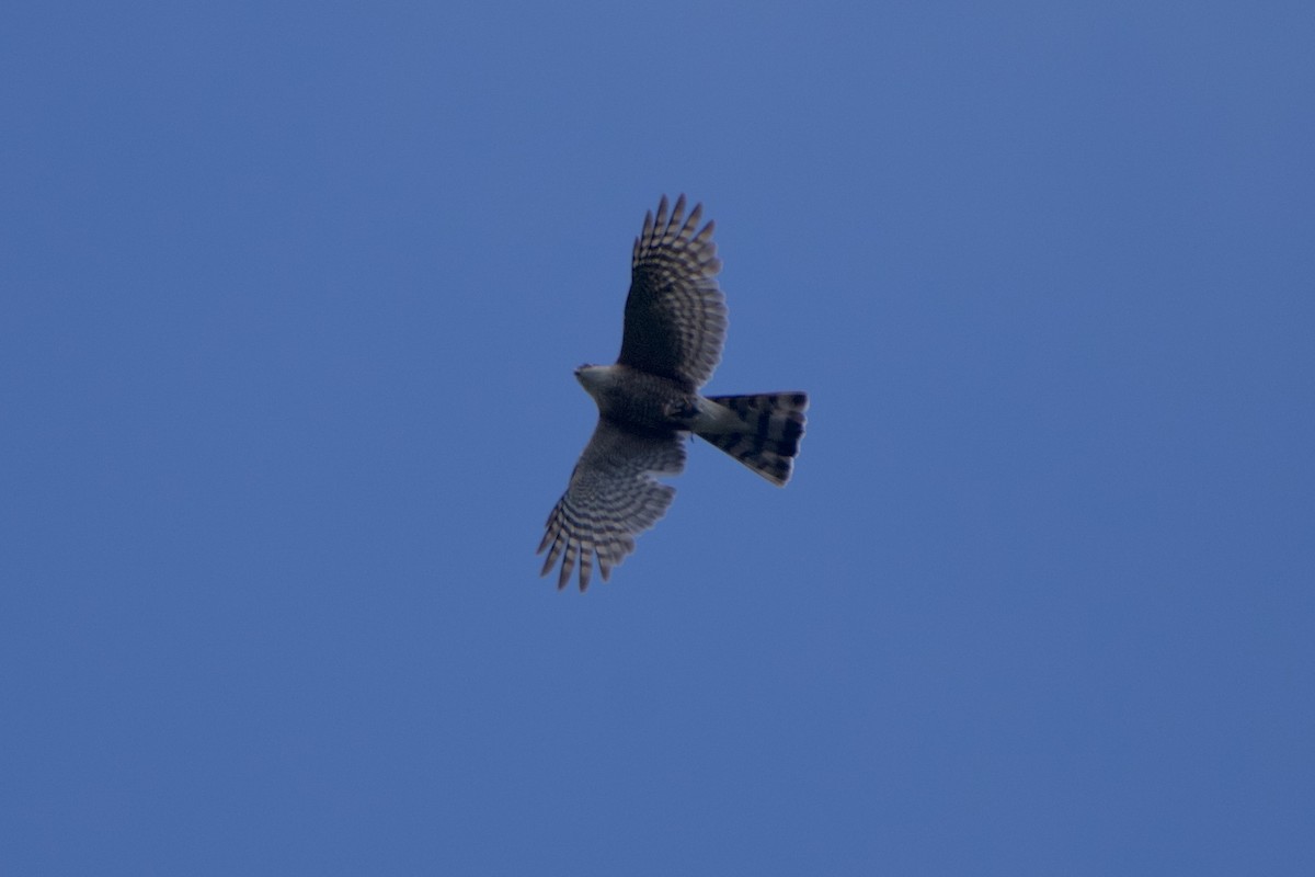 Sharp-shinned Hawk - Dario Taraborelli