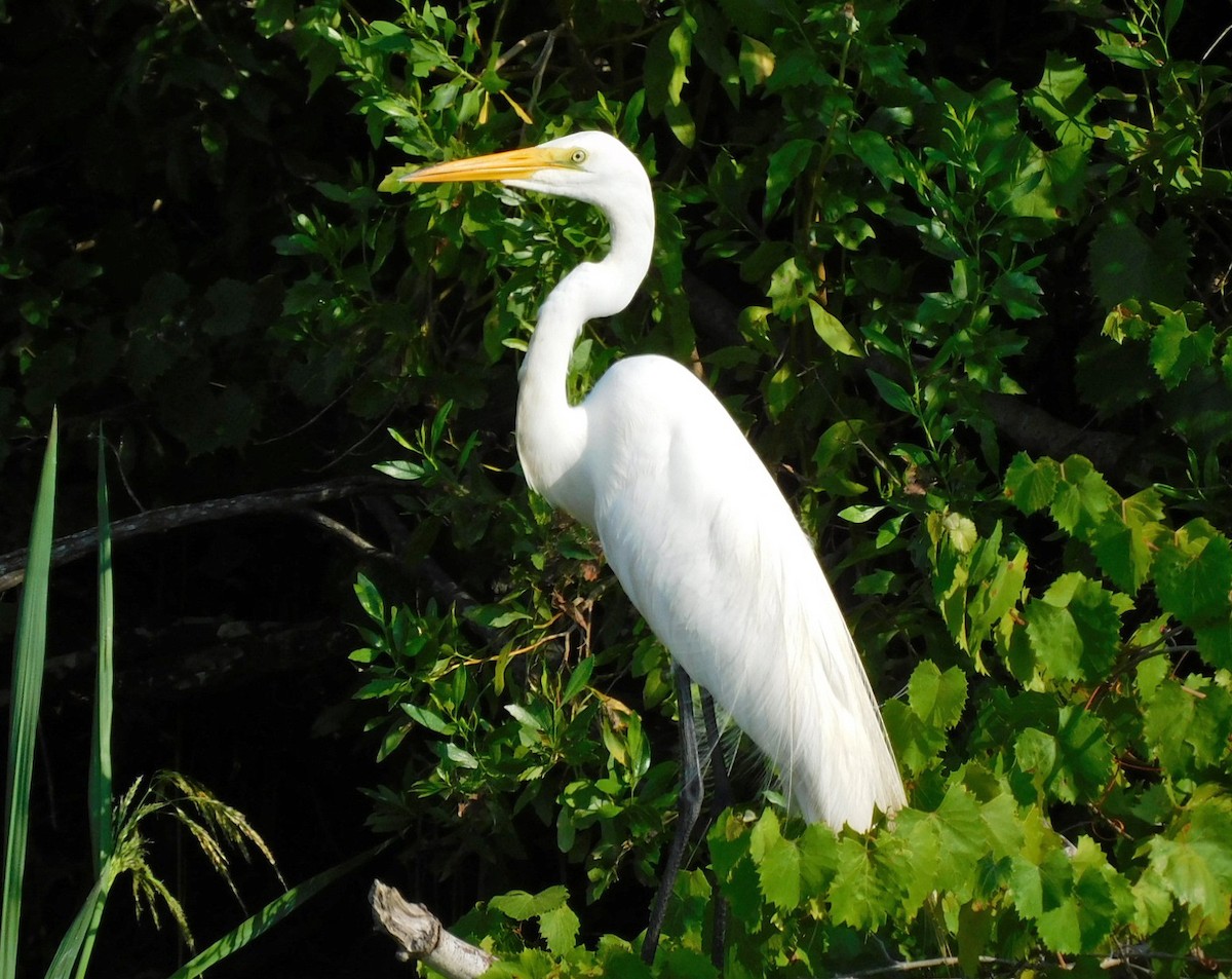 Great Egret - ML585747871