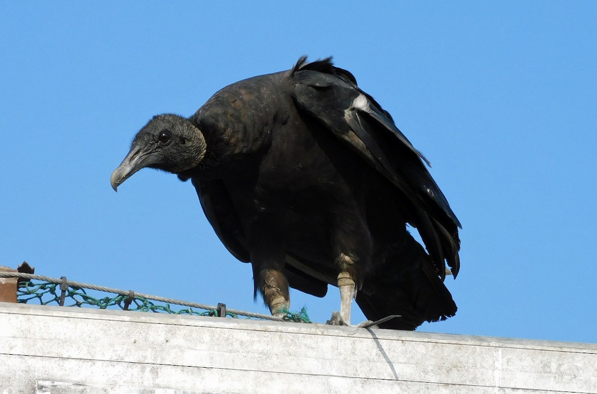 Black Vulture - Kathy Rhodes