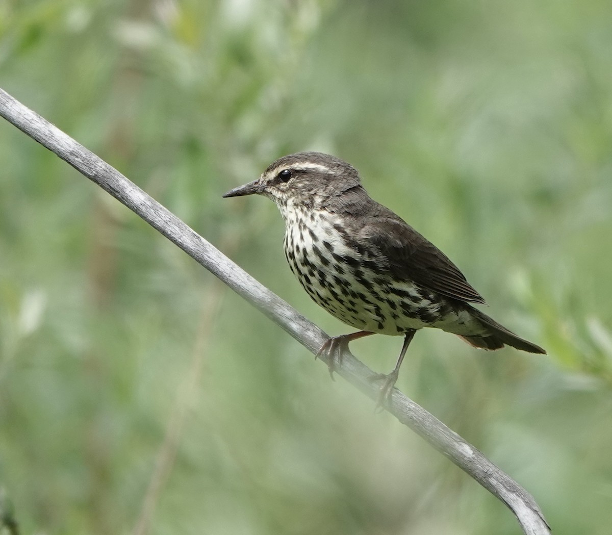 Northern Waterthrush - ML585748901