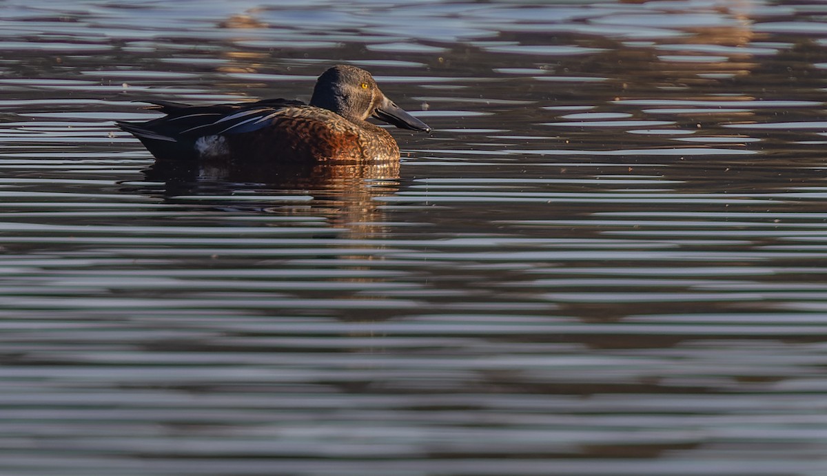 Australasian Shoveler - ML585749431