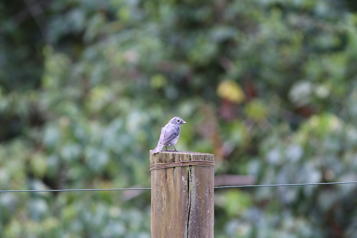 White-eyed Slaty-Flycatcher - ML585749531