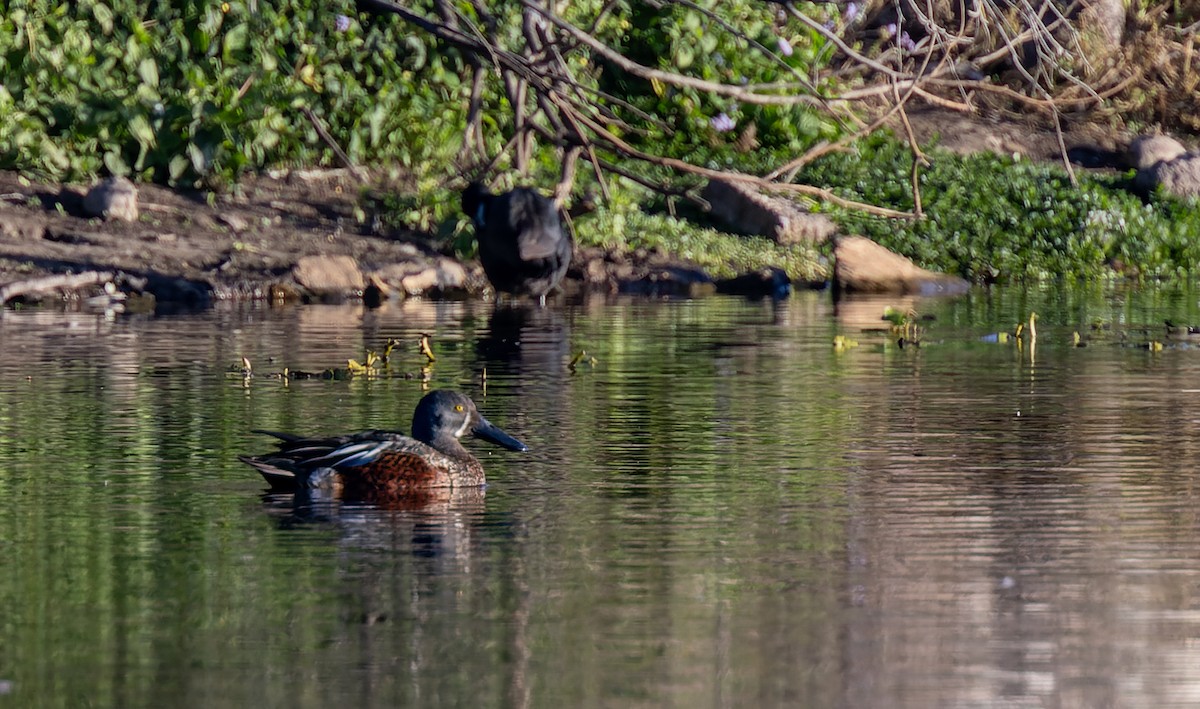 Australasian Shoveler - ML585749581