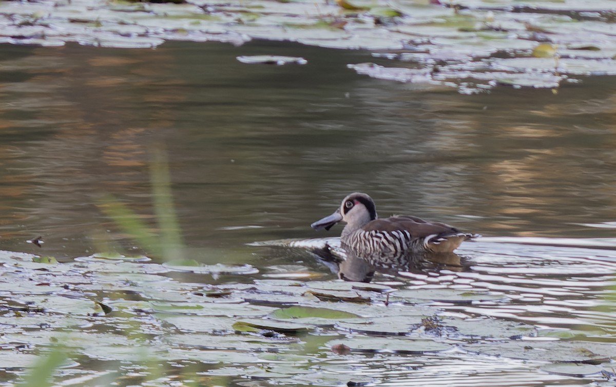 Pato Pachón - ML585749671