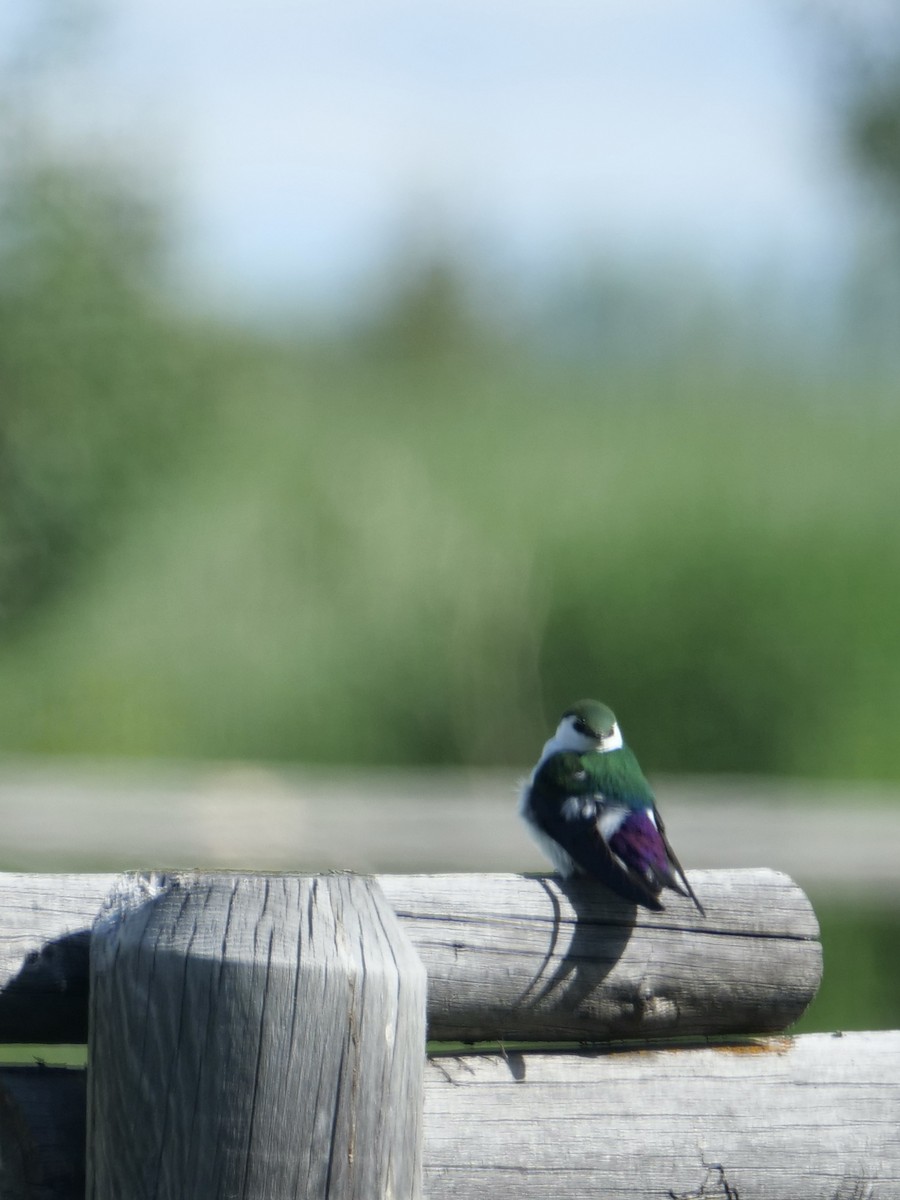 Violet-green Swallow - ML585751771