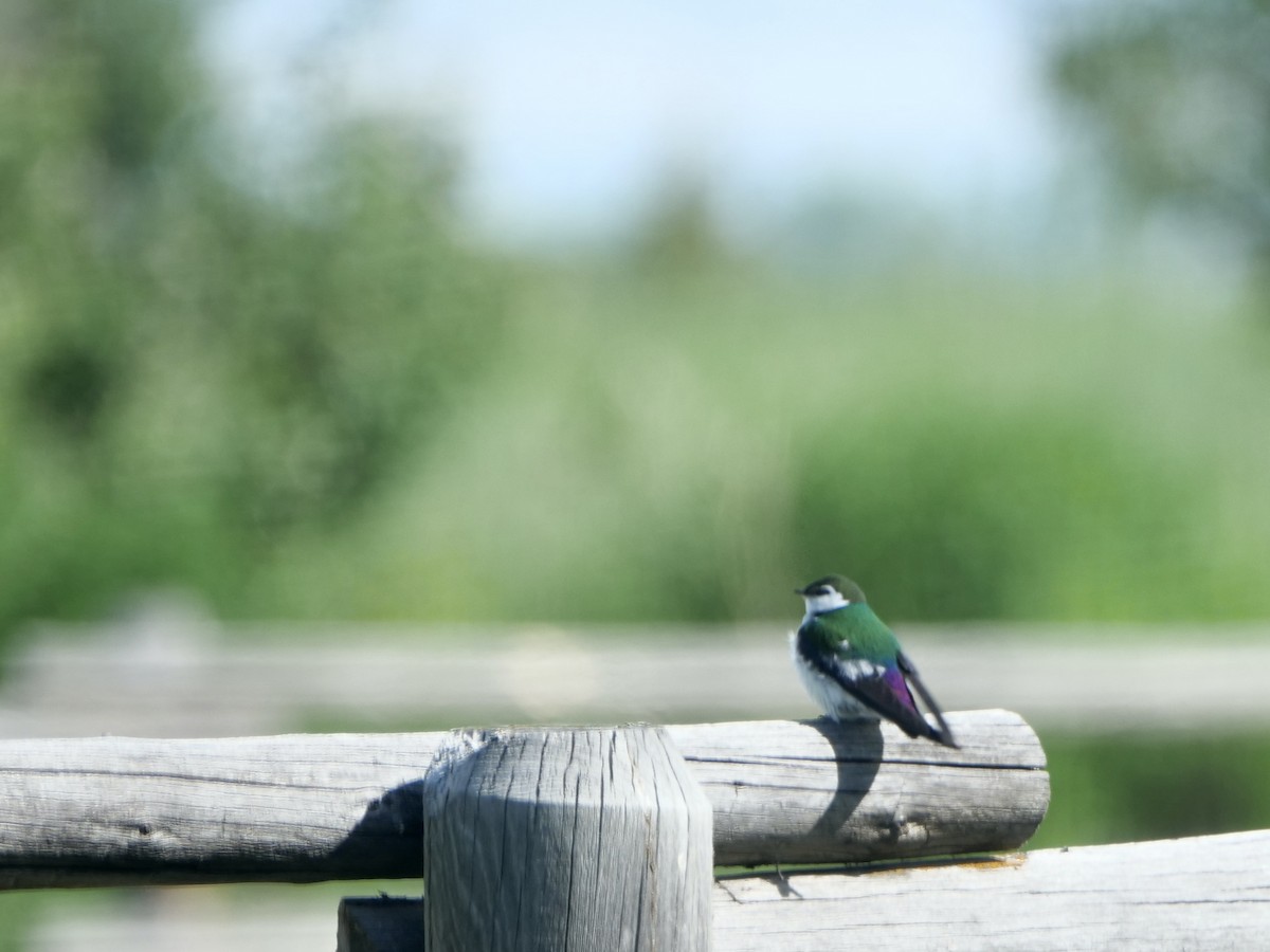 Violet-green Swallow - ML585751781