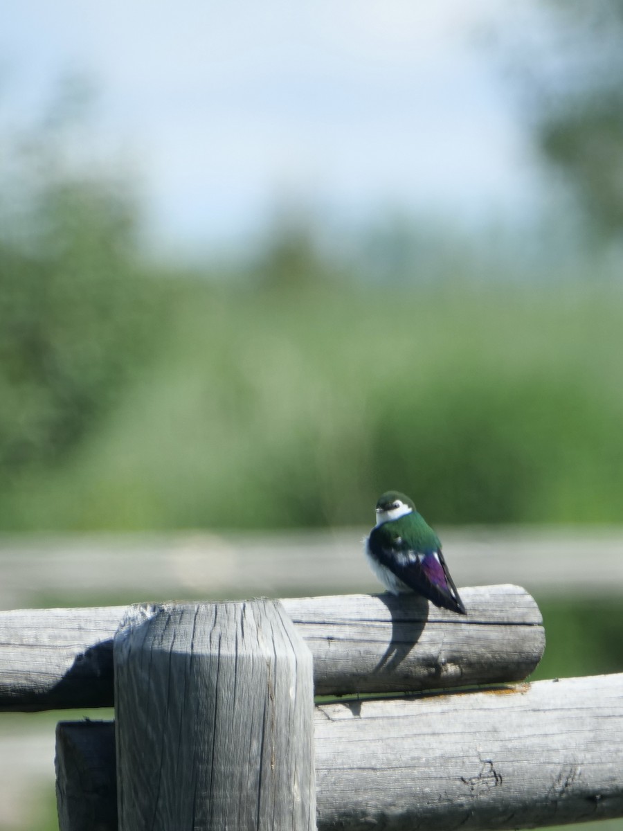 Violet-green Swallow - ML585751791