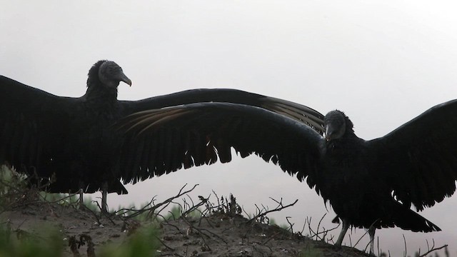Black Vulture - ML585751821