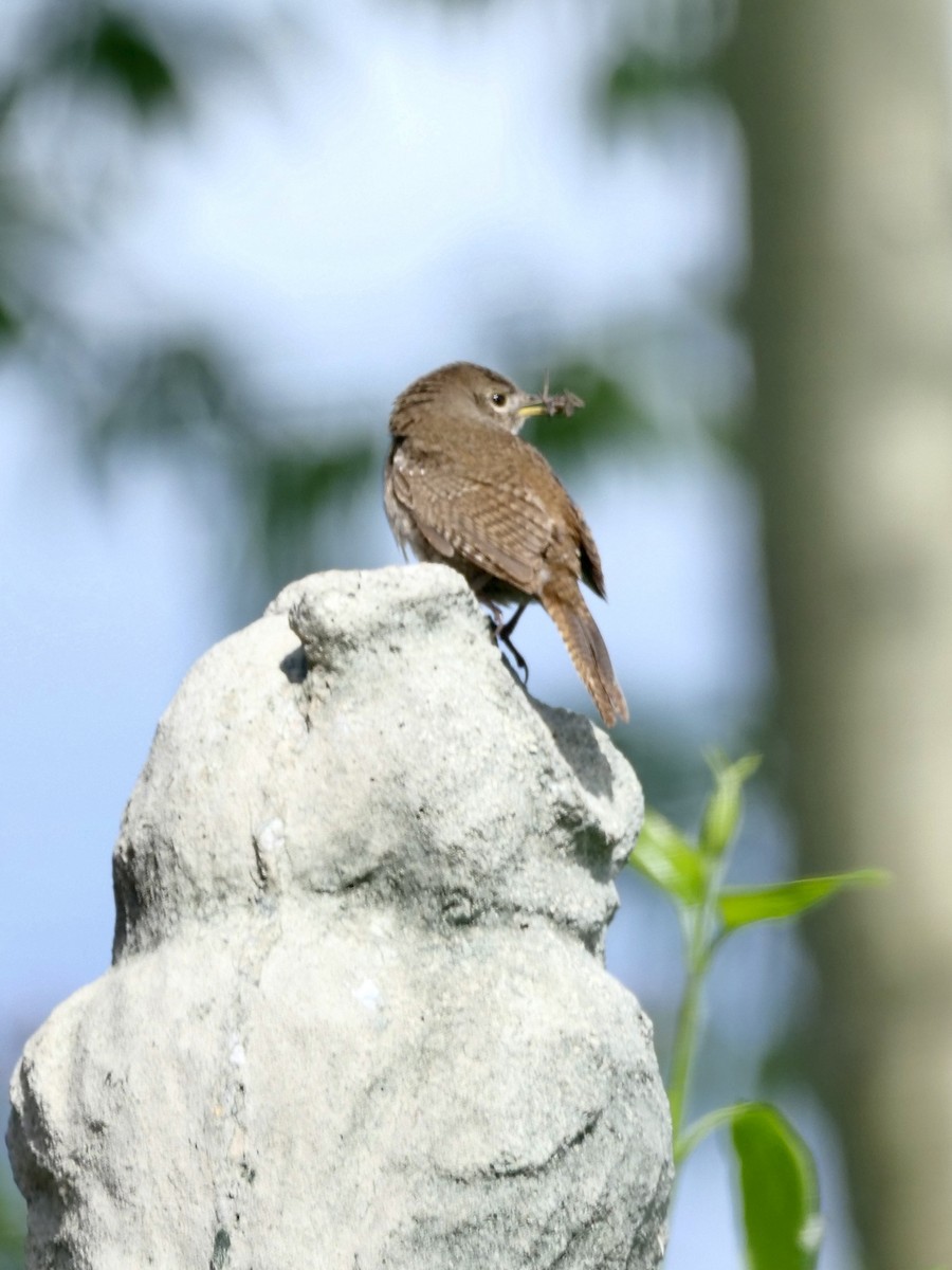 House Wren - ML585751841