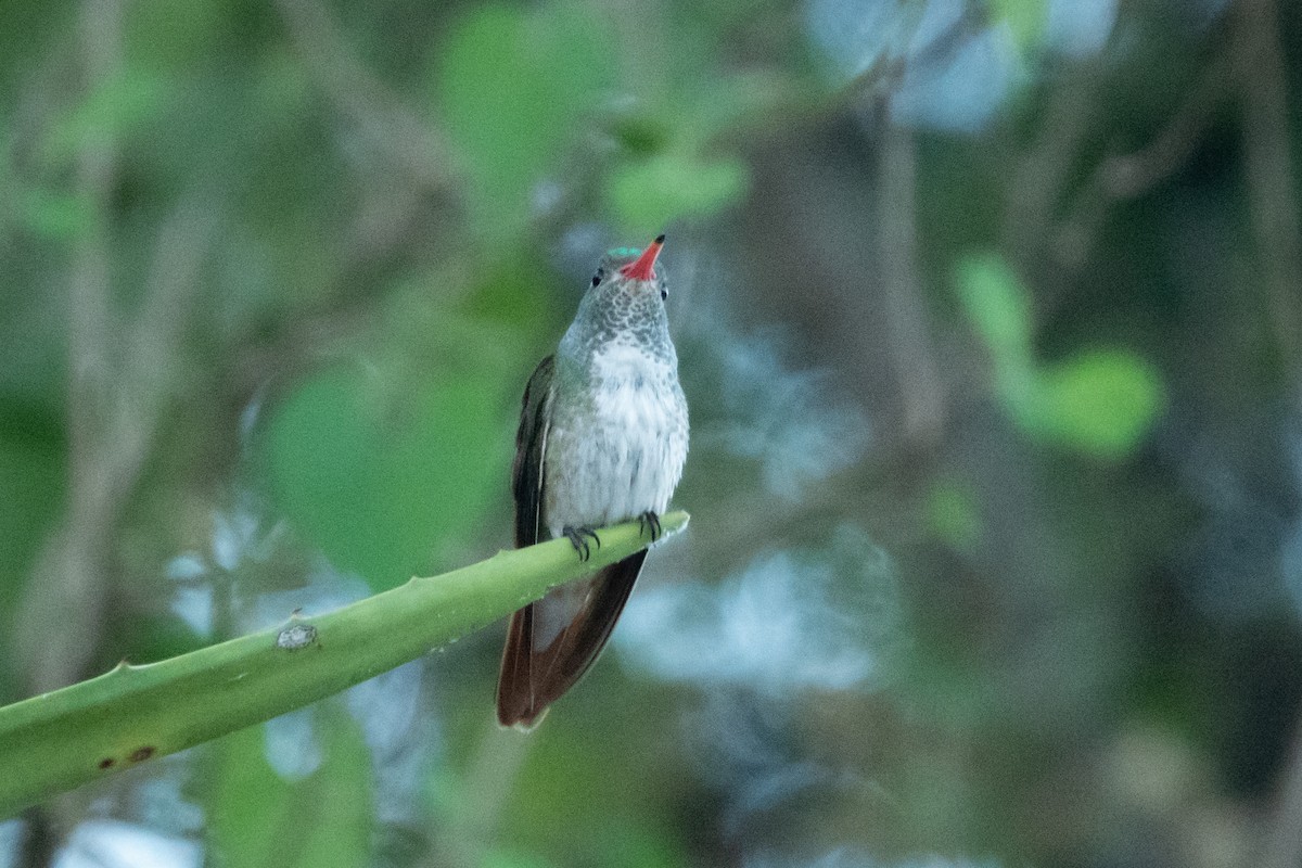 Amazilia Hummingbird - ML585753931