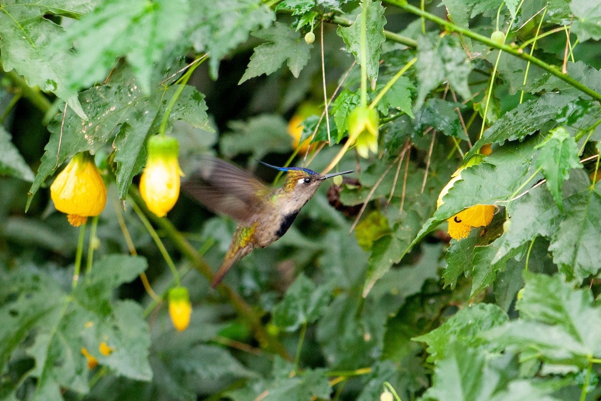 Purple-crowned Plovercrest - ML585753951