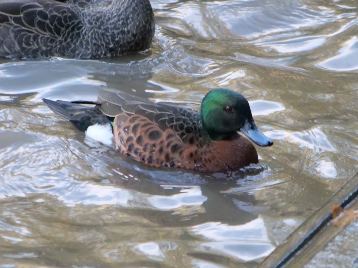 Chestnut Teal - ML585755021