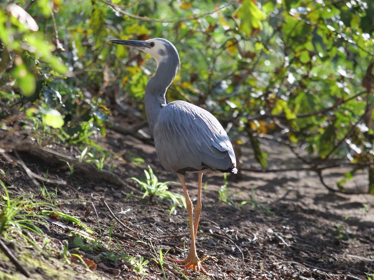 White-faced Heron - ML585755791