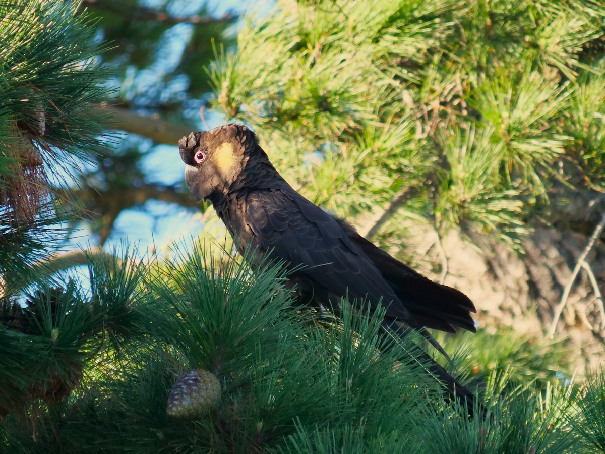 Yellow-tailed Black-Cockatoo - ML585755861