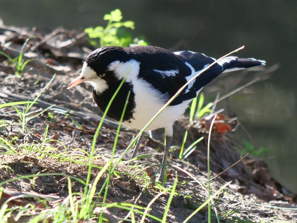 Magpie-lark - Carl Handreck